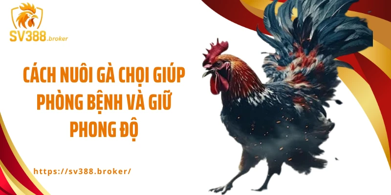 Cách nuôi gà chọi giúp phòng bệnh và giữ phong độ