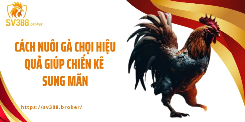 Cách nuôi gà chọi