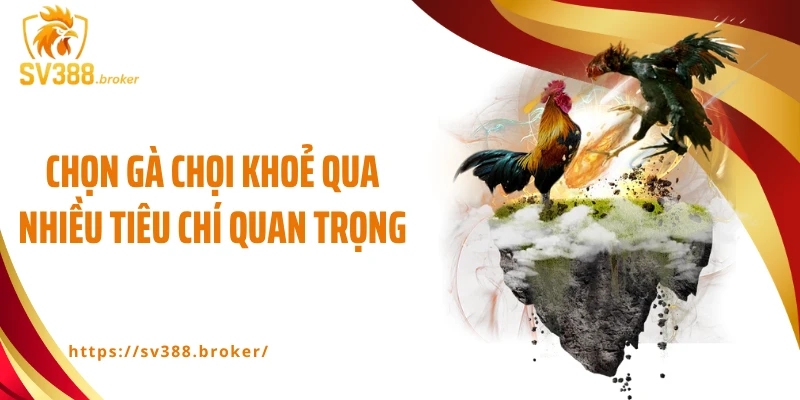 Chọn gà chọi khoẻ qua nhiều tiêu chí quan trọng