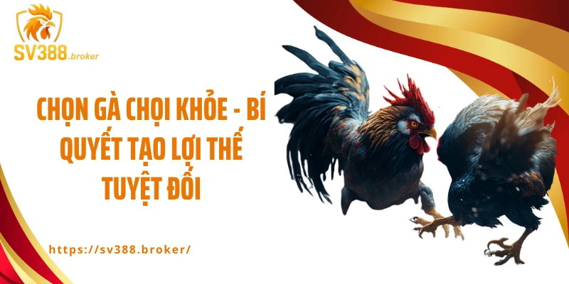Chọn gà chọi khỏe