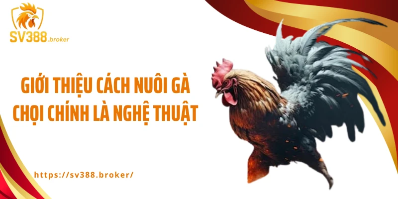 Giới thiệu cách nuôi gà chọi chính là nghệ thuật