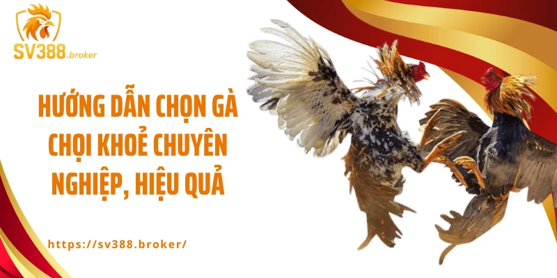 Hướng dẫn chọn gà chọi khoẻ chuyên nghiệp, hiệu quả
