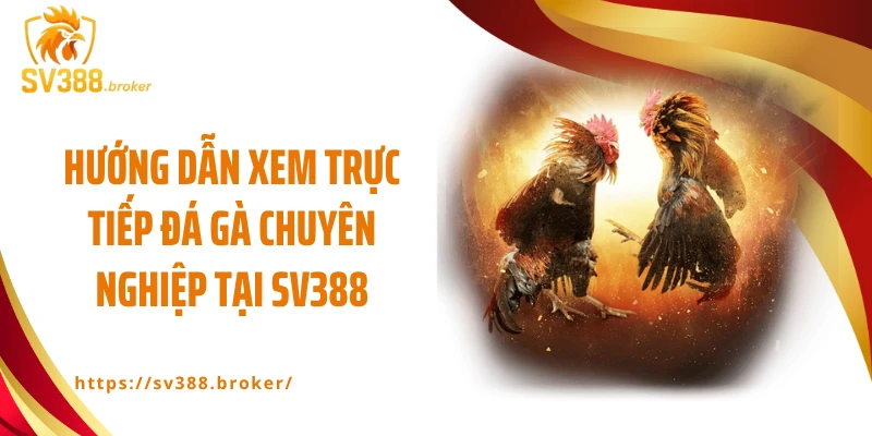 Hướng dẫn xem trực tiếp đá gà chuyên nghiệp tại SV388