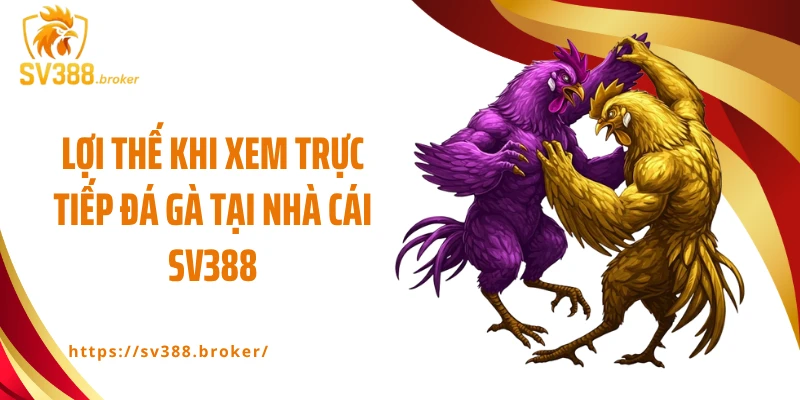 Lợi thế khi xem trực tiếp đá gà tại nhà cái SV388