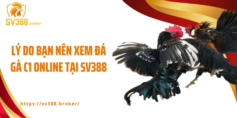 Lý do bạn nên xem đá gà C1 online tại SV388