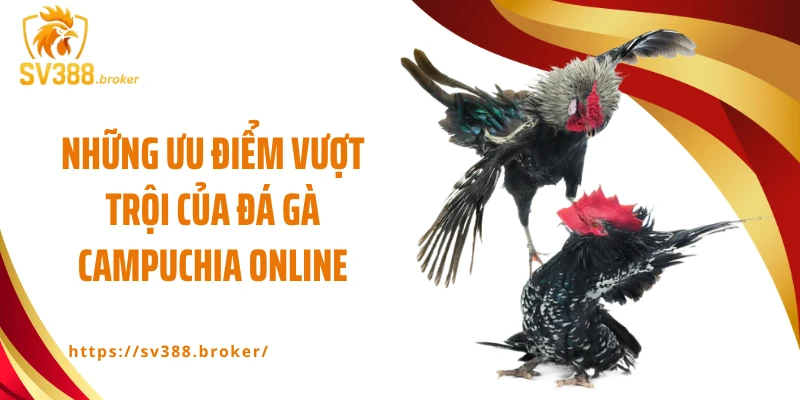 Những ưu điểm vượt trội của đá gà Campuchia online
