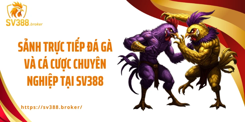 Sảnh trực tiếp đá gà và cá cược chuyên nghiệp tại SV388
