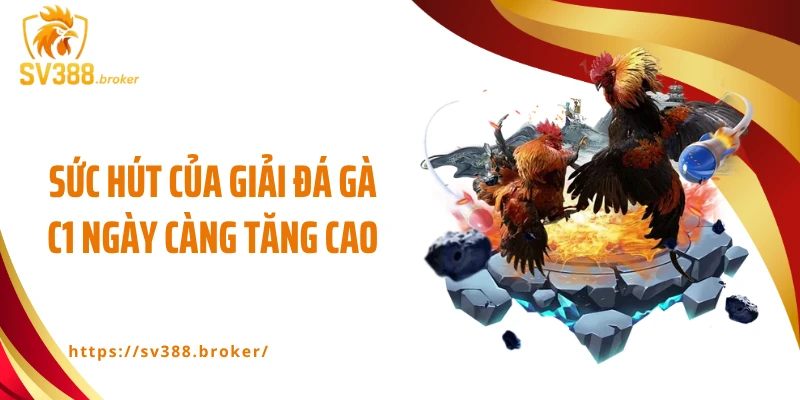 Sức hút của giải đá gà C1 ngày càng tăng cao
