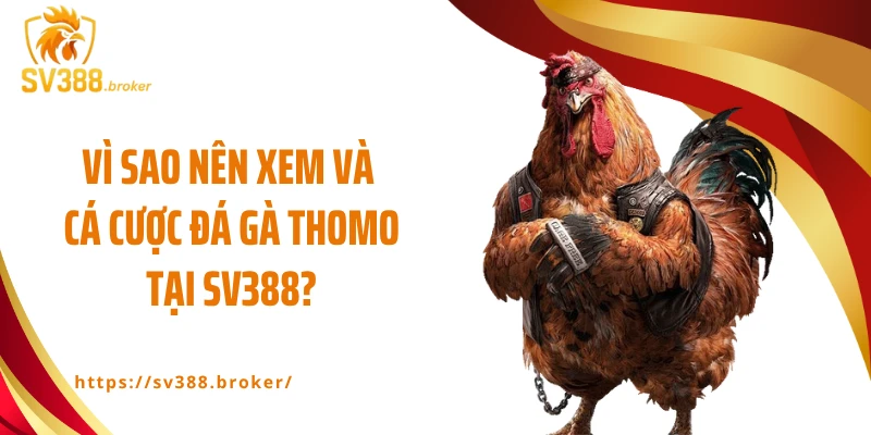 Vì sao nên xem và cá cược đá gà Thomo tại SV388?